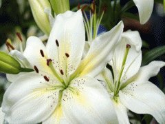 file_86355711