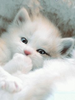 file_51903997