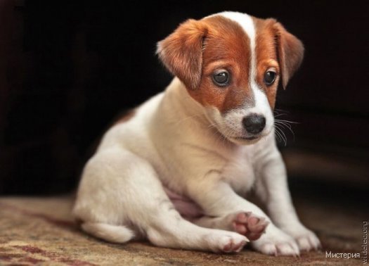 cute puppies 62