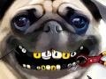 Pug Teeth Problems