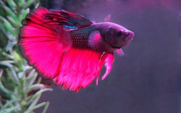 55 430 petushki -650x406