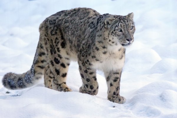 Snezhnii-leopard-8