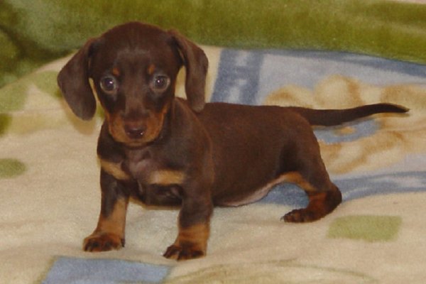 Карликовая такса (4)