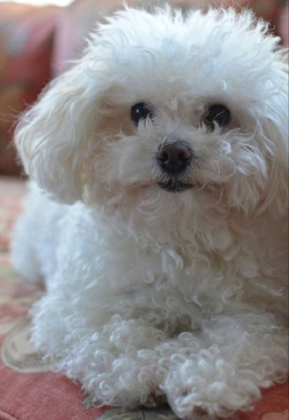 Болоньез (Итальянская болонка) (7)