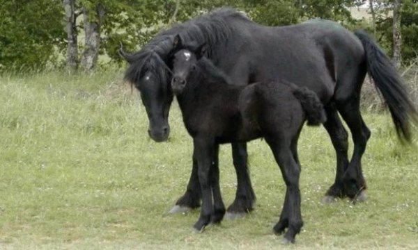 Лошадь с жеребенком