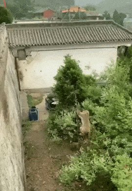Умная обезьяна)