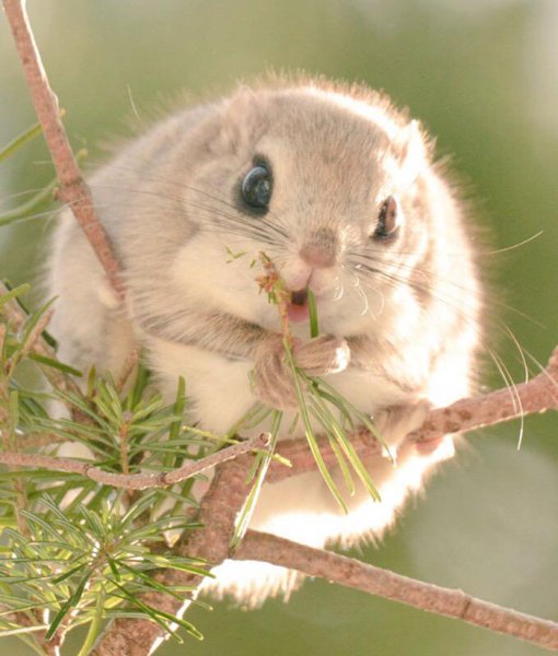 Meet-This-Adorable-Japanese-And-Siberian-Flyin