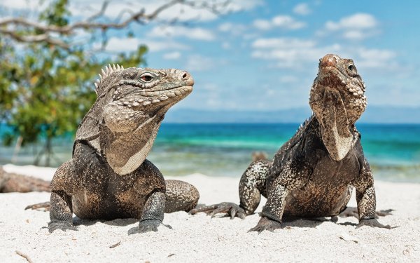 Iguana ящерица пляж куба..file