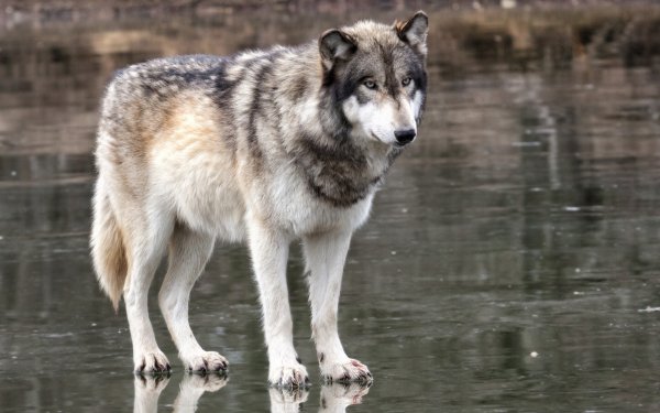 Wolves (23)