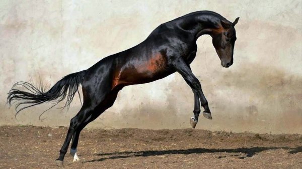 Лошадь Ахалтекинская 7