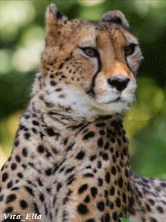 file_60969885