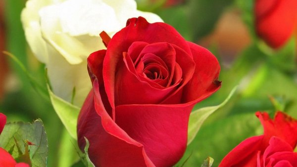 Image (50)