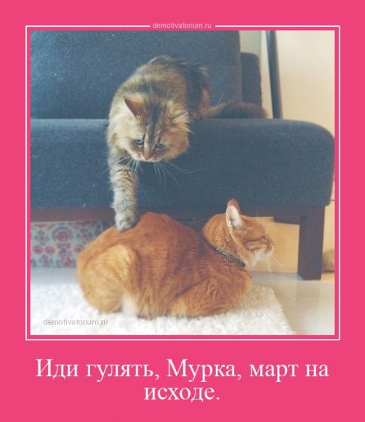 Мурка, иди гулять, март заканчивается