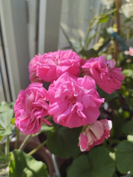 IMG-20250404-WA0031