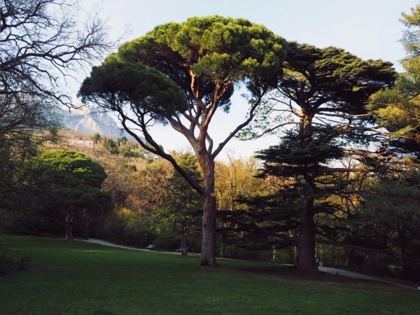Пиния (Сосна пиния, Сосна итальянская, Pinus pinea)