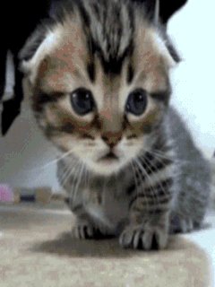 file_57444243