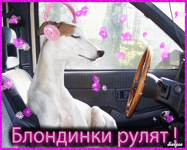 Анимированная открытка блондинки рулят