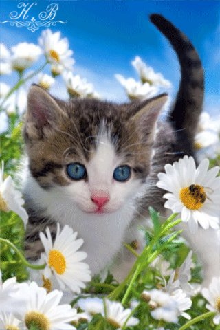 file_52383908