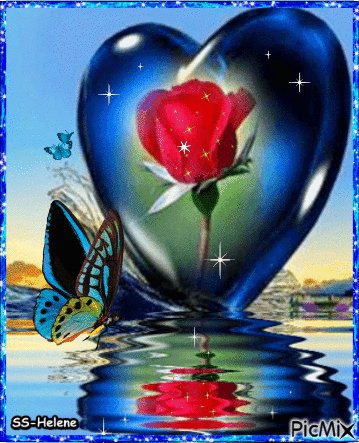 Rose in a blue heart