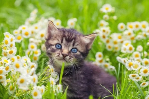 Котёнок в ромашках..