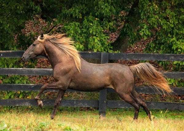 Роки Маунтин (2)