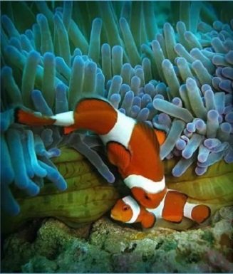 Рыба клоун (17)