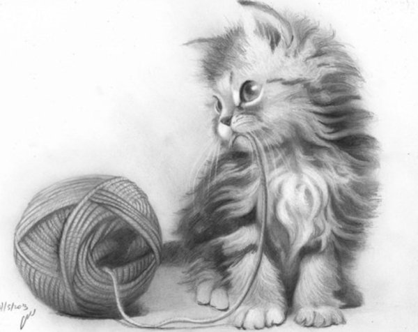 мяурр кошки