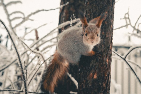 Лесная Красотка