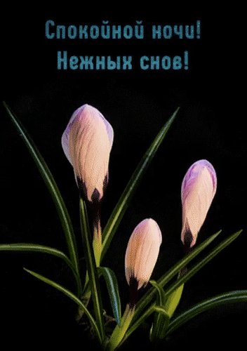 Анимированная открытка спокойной ночи (25)