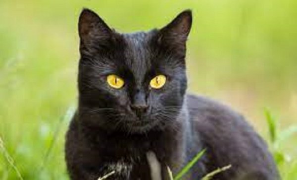 Чёрный кот.. (5)