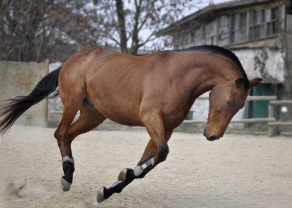 Лузитано (2)