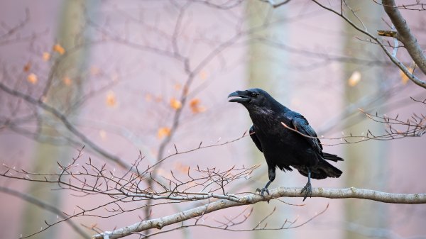 AutumnRaven ROW7251856630 UHD