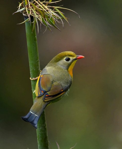 КИТАЙСКИЙ СОЛОВЕЙ
