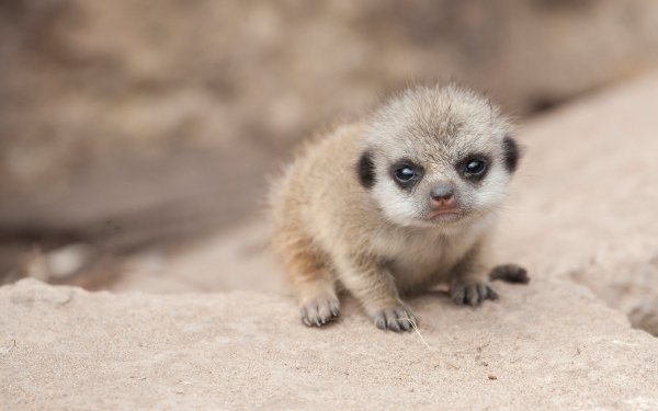 Baby Animals 9