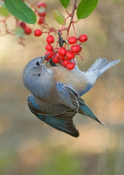Восточная сиалия