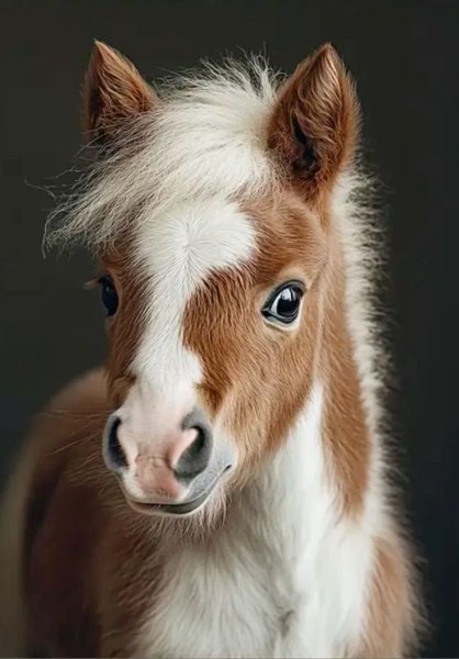 B0d20ed83e98e7b04e008d29bdd5cb7e