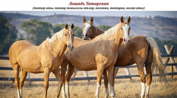 Лошадь Татарская