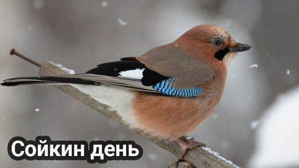 file_95282830