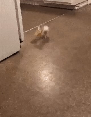 gif-17042020-015