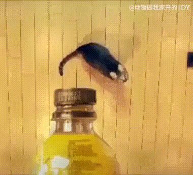 ))