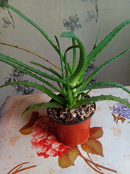 Ухаживаем за Алоэ правильно