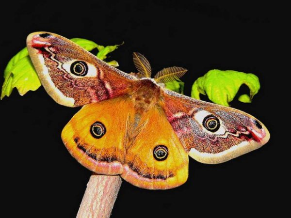 Сиккимская Лепа