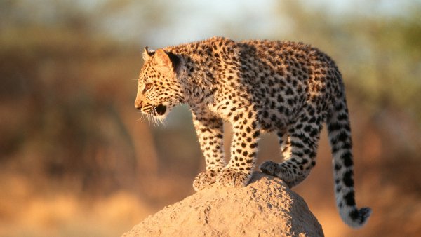 Lock2023-b45 wl africanleopard gettyimages 1920x1080