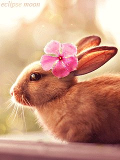 Bunny
