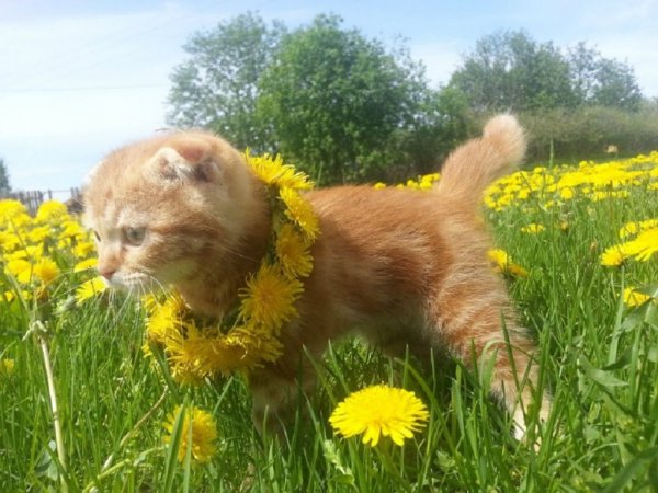 Рыжий котёнок и одуванчики...