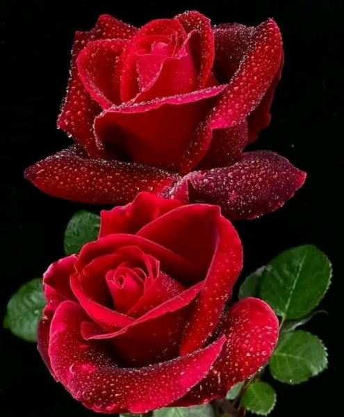 file_96969155