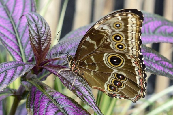 Butterflies 9