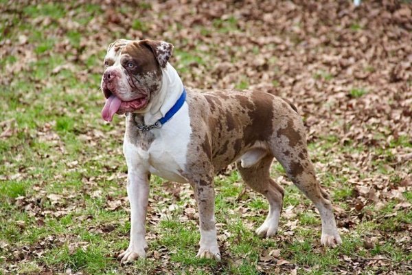 Алапахский бульдог (8)