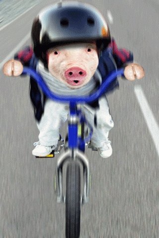 pig-on-bike--28408