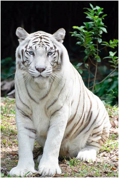 White tiger